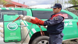 Ağrıda yaralı halde bulunan leylek tedavi altına alındı
