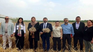 Akdenizde ekmeklik yakamoz buğdayının hasadı yapıldı