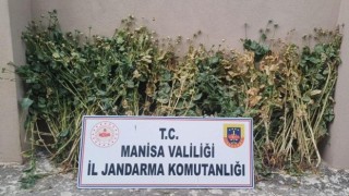 Akhisarda 222 kök haşhaş ele geçirildi