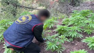 Akhisarda uyuşturucu operasyonu