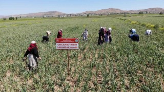 Aksarayın organik sarımsağı Rusya ve Almanya antibiyotiğinde