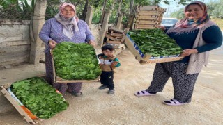 Alaşehirde asma yaprağı ihracatı artıyor