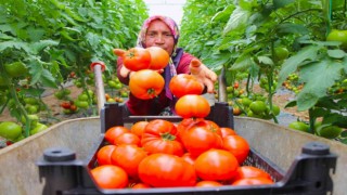 Amasyada domates hasadı başladı, 100 bin ton rekolte bekleniyor