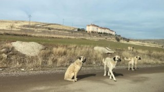 Ankarada parkta yürüyen vatandaş başıboş köpeklerin saldırısına uğradı