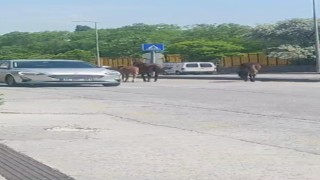 Ankarada yolda dolaşan sahipsiz atlar trafiği tehlikeye soktu