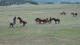 Antalyanın yılkı atları