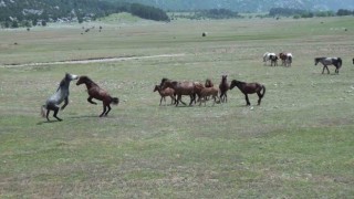 Antalyanın yılkı atları