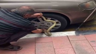 Arabadaki yılanı korkusuzca çıkardı, görenler hayret etti