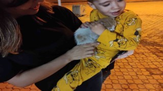 Aracın motoruna giren kedi yavrusu jandarma tarafından çıkarıldı