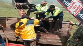 Arazide bitkin haldeki tosunu ekipler kurtardı