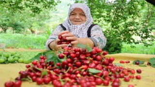 Aydın Dağlarında erkenci kirazda hasat başladı