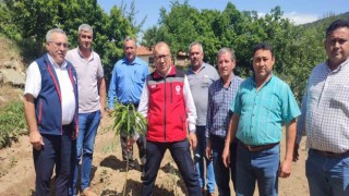 Aydından 2023 yılında 2 bin 240 ton kestane yurtdışına ihraç edildi