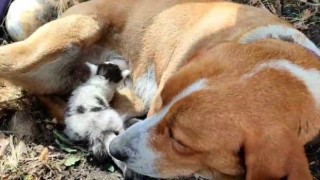 Ayvacıkta annesinin terk ettiği yavru kediye, köpek annelik yapıyor