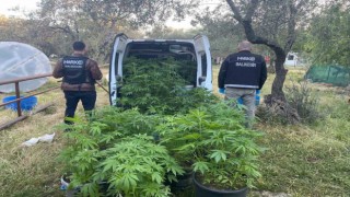 Ayvalıkta polisten uyuşturucu operasyonu