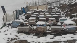Balı ile ünlü Anzer Yaylasına çıkan vatandaşların kar şaşkınlığı