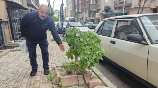 Bandırmada sokakların yeşillenmesi için çağrı