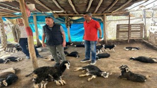 Başıboş köpek saldırısında 15 hayvanı telef olan çiftçiye hayırsever desteği