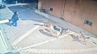 Başıboş köpekler kız öğrenciye saldırdı