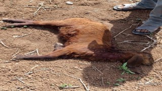 Başıboş köpekler, küçükbaş hayvanlara saldırdı