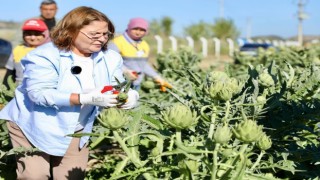 Başkan Gençay, enginar hasadına katıldı