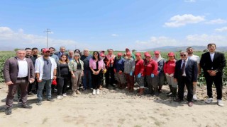 Başkan Yetişkin, enginar hasadına katıldı