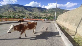 Batmanda başıboş inekler, sürücülere zor anlar yaşatıyor
