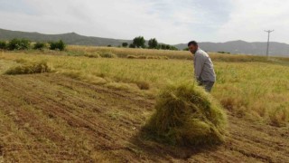 Batmanda mercimek çiftçinin yüzünü güldürdü