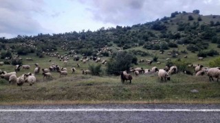 Besiciler yayla yolculuklarında Kulp ilçesine vardı