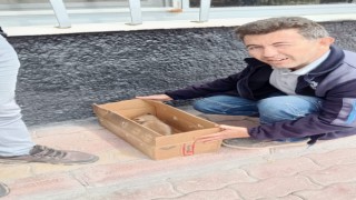 Beyşehirde bitkin vaziyette bulunan tilki yavrusu koruma altına alındı