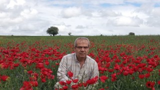 Beyşehirde ekin tarlaları kırmızıya boyandı