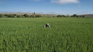 Beyşehirde meyve bahçeleri sıkı takipte