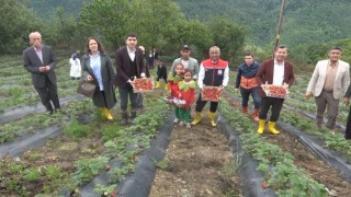 Bin rakımda yetişen çilek, pazar sorunu yaşamıyor