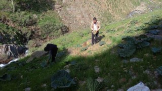 Bitliste zorlu yayla muzu mesaisi başladı