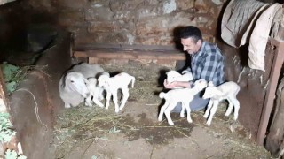 Boluda bir koyun seferde beşiz doğurdu