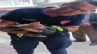 Boruya sıkışan yavru kedi, itfaiye ekipleri tarafından kurtarıldı