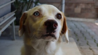Bu da Van köpeği