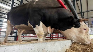Bu tosunun fiyatı da ağırlığı da bir otomobil kadar: Tam 1,6 ton