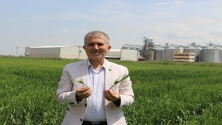 Buğday için geri sayım başladı, çiftçi yüksek verim bekliyor
