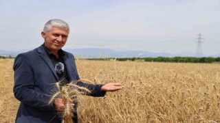 Adana'da buğday üreticilerinin yüzü gülüyor