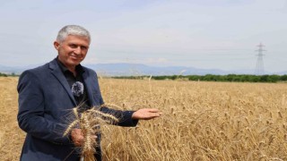 Buğday rekoltesi yüz güldürdü