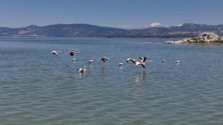 Burdur Gölünü besleyen yer altı su kaynakları su kuşlarına ev sahipliği yapıyor