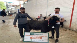 Burdurda teke ve koçların güzellik yarışması renkli görüntülere sahne oldu