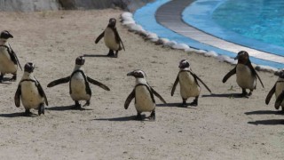 Bursa Hayvanat Bahçesinde penguen ailesine 2 yeni üye