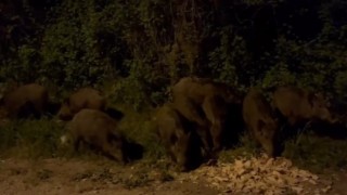 Bursada aç kalan domuz sürüsü şehir merkezine indi