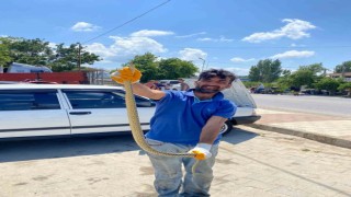 Çanakkalede otomobilin motor kısmından engerek yılanı çıktı