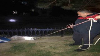 Çay yatağında mahsur kalan köpekleri itfaiye kurtardı