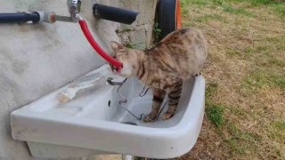 Çeşmeden su içen kedi Yıldız gülümsetti