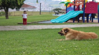 Çocuk parkında dehşet: 5 yaşındaki kız, kaydırak altında yatan köpeğin saldırısına uğradı