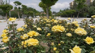 Çorumu rengarenk güllerle donatıyorlar