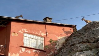 Dağ keçileri artık evlerin çatısına çıkmaya başladı